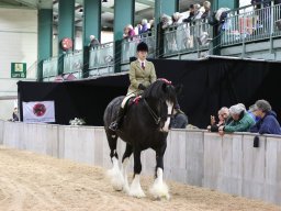 201803 Shire Horse Society Spring Show In Stafford