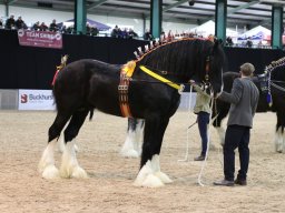Actualités / News &raquo; 201803 Shire Horse Society Spring Show In Stafford