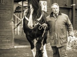 Chevaux / Horses &raquo; Etalons / Stallions &raquo; R Bill