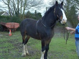 Chevaux / Horses &raquo; Etalons / Stallions