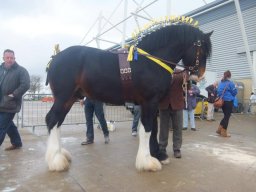 Chevaux / Horses &raquo; Etalons / Stallions &raquo; R Bill
