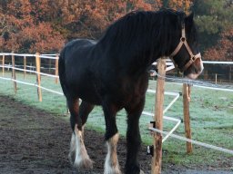 Chevaux / Horses &raquo; Etalons / Stallions