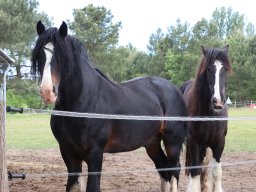 Chevaux / Horses &raquo; Etalons / Stallions &raquo; R Bill