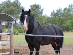 Chevaux / Horses &raquo; Etalons / Stallions