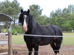 Chevaux / Horses &raquo; Etalons / Stallions &raquo; R Bill