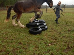 Chevaux / Horses &raquo; Hongres &raquo; Forget