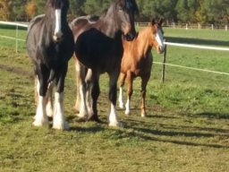 Chevaux / Horses &raquo; Hongres
