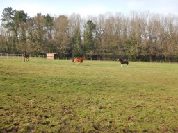 Chevaux / Horses &raquo; Hongres