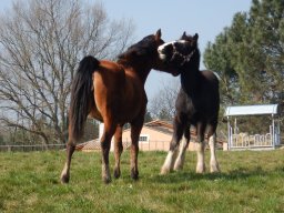 Chevaux / Horses &raquo; Hongres &raquo; King