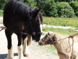 Chevaux / Horses &raquo; Hongres &raquo; King