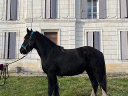 Chevaux / Horses &raquo; Juments / Mares &raquo; Annie