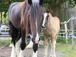 Chevaux / Horses &raquo; Juments / Mares &raquo; Frikka