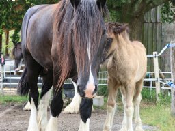 Chevaux / Horses &raquo; Juments / Mares &raquo; Frikka