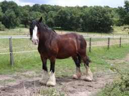 Chevaux / Horses &raquo; Juments / Mares &raquo; Julie