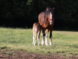 Chevaux / Horses &raquo; Juments / Mares &raquo; Kristal