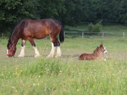 Chevaux / Horses &raquo; Juments / Mares
