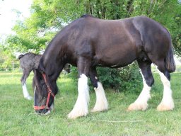 Chevaux / Horses &raquo; Juments / Mares &raquo; Orva