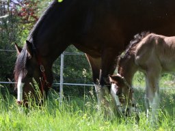 Chevaux / Horses &raquo; Poulains