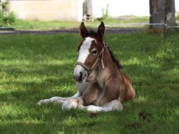 Chevaux / Horses &raquo; Poulains &raquo; Jac