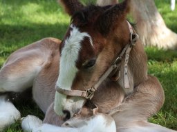 IMG_1982-1536p
