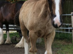 Chevaux / Horses &raquo; Poulains &raquo; Kasper