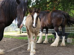Chevaux / Horses &raquo; Poulains
